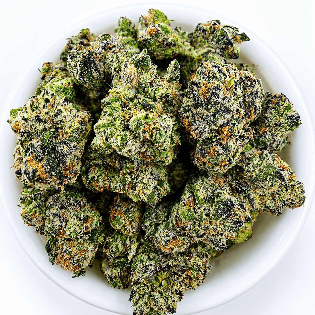 Gelato G41 Small/ Medium -14G